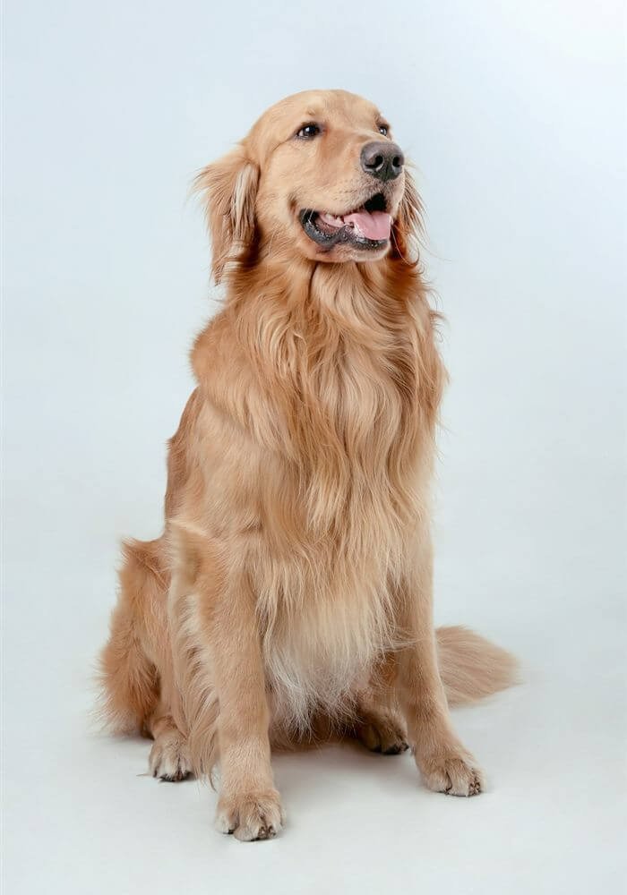 Ranky, the office mascot